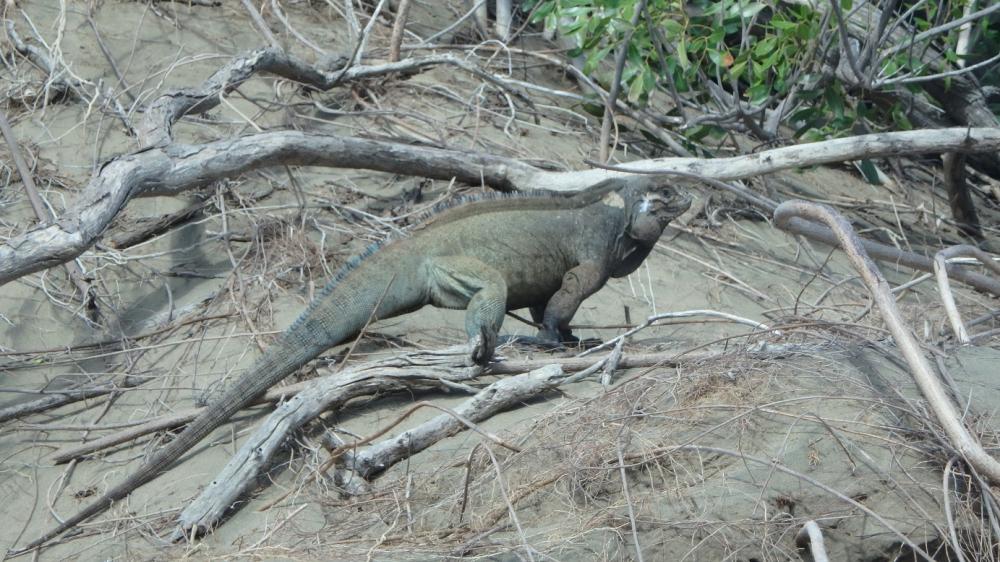 Iguane: Un gros iguane dans le parc des dunes Las Calderas